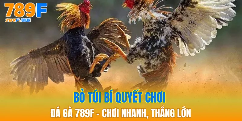 Bỏ túi bí quyết chơi đá gà 789F - chơi nhanh, thắng lớn