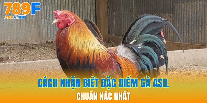 Gà Asil - Tìm Hiểu Đặc Điểm Chi Tiết Nhất Hiện Nay 3 Cách nhận biết đặc điểm gà Asil chuẩn xác nhất