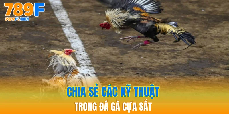 Đá Gà Cựa Sắt – Sân Chơi Giải Trí Hấp Dẫn Nhất 2025 4 Chia sẻ các kỹ thuật trong đá gà cựa sắt