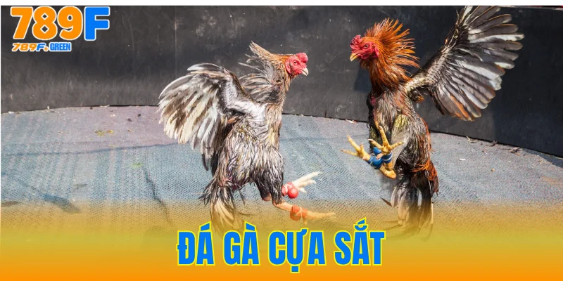 Đá Gà Cựa Sắt – Sân Chơi Giải Trí Hấp Dẫn Nhất 2025 