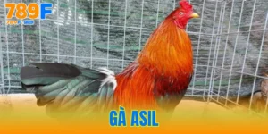 Gà Asil - Tìm Hiểu Đặc Điểm Chi Tiết Nhất Hiện Nay