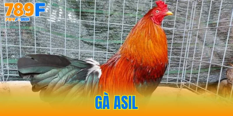 Gà Asil - Tìm Hiểu Đặc Điểm Chi Tiết Nhất Hiện Nay