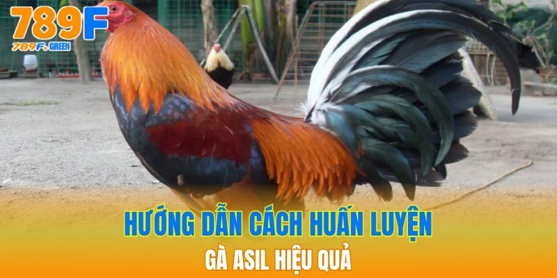 Gà Asil - Tìm Hiểu Đặc Điểm Chi Tiết Nhất Hiện Nay 4 Hướng dẫn cách huấn luyện gà Asil hiệu quả