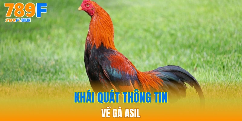 Gà Asil - Tìm Hiểu Đặc Điểm Chi Tiết Nhất Hiện Nay 2 Khái quát thông tin về gà Asil