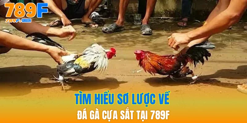 Đá Gà Cựa Sắt – Sân Chơi Giải Trí Hấp Dẫn Nhất 2025 2 Tìm hiểu sơ lược về đá gà cựa sắt tại 789F